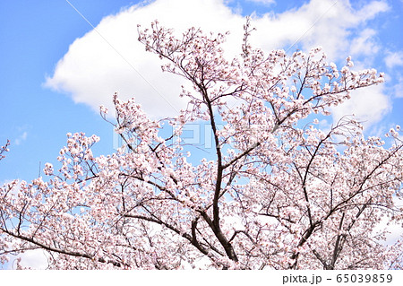 満開の桜(ソメイヨシノ) 満開の桜(ソメイヨシノ) 65039859