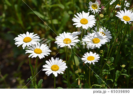 フランスギク 65039890