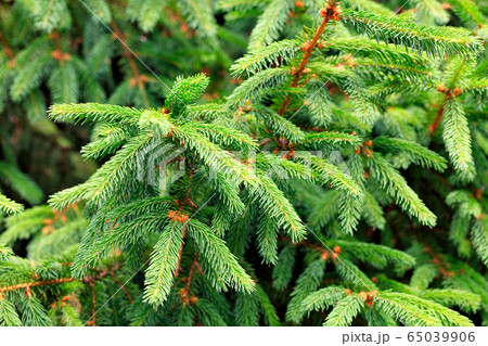 Young light green branches of spruce Young light green branches of spruce 65039906