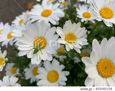 白い花とバッタ/The white flowers & a locust 65040159