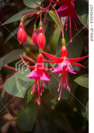 Fuchsia Exotic Flower 65040407