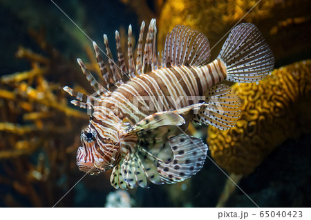 Red Lionfish Venomous Coral Reef Fish 65040423