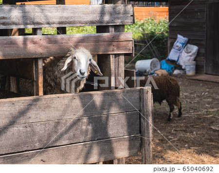 sheep in the cage at the zoo, chiang rai Thailand 65040692