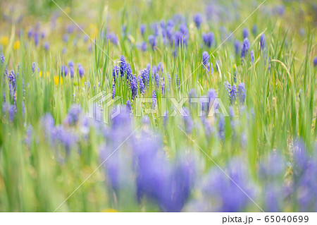 ムスカリ6617 ムスカリ6617 65040699