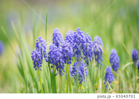 ムスカリ6608 ムスカリ6608 65040701