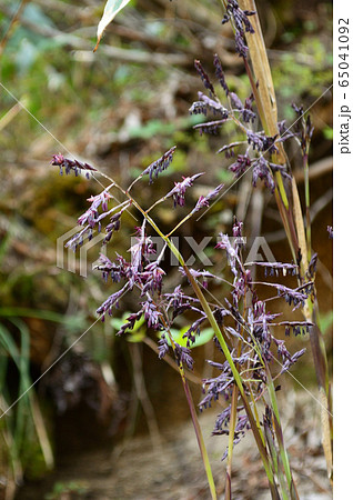 笹竹の花 笹竹の花 65041092