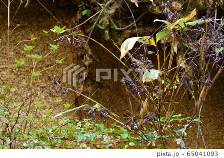 笹竹の花 65041093