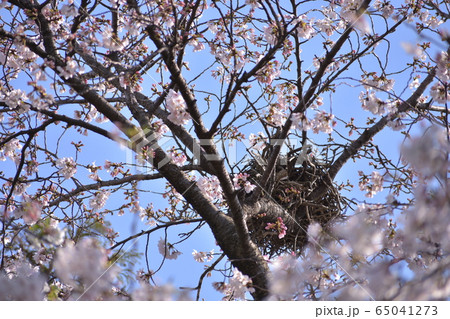 満開の桜(ソメイヨシノ) 満開の桜(ソメイヨシノ) 65041273