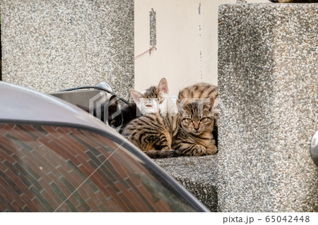 young stray cat with her brothers young stray cat with her brothers 65042448