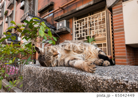 lazy tabby cat sleep on a ground 65042449