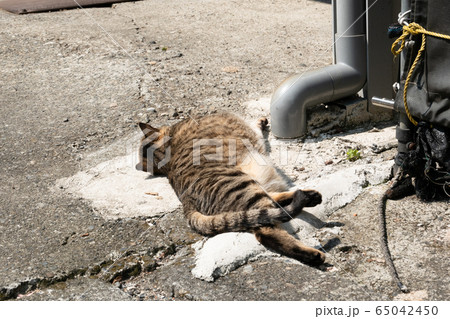 lazy tabby cat sleep on a ground lazy tabby cat sleep on a ground 65042450