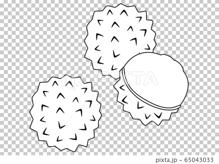 Tropical fruit lychee line drawing 65043033
