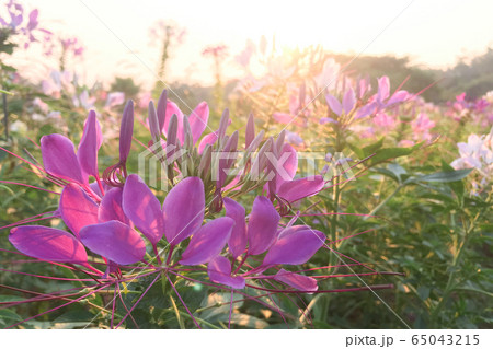 Pink Cleome hassleriana flower in the garden Pink Cleome hassleriana flower in the garden 65043215