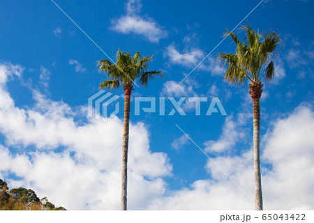 ヤシの木　伊豆 65043422