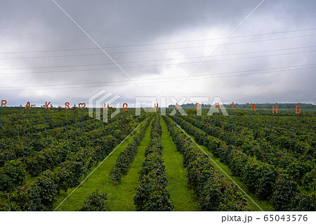 view of coffee plantation with dramatic clouds sky 65043576
