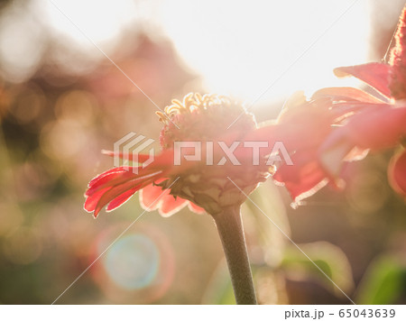 Early spring flowers on a grass background Early spring flowers on a grass background 65043639