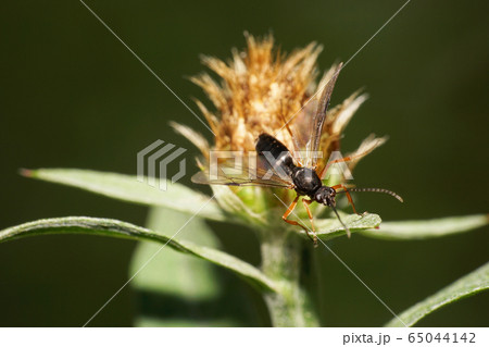 Macro Hymenoptera Caucasian Hartigia linearis 65044142