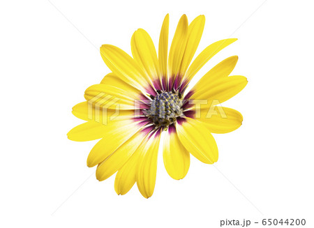 Osteospermum flowers isolated 65044200
