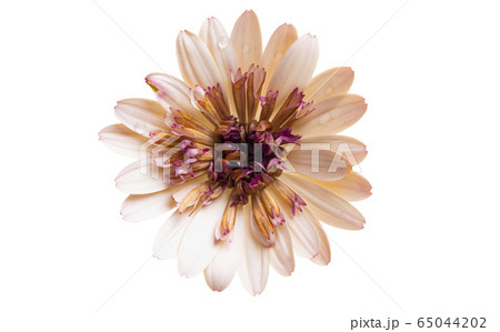 Osteospermum flowers isolated 65044202