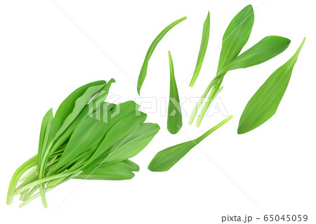 Ramson leaves isolated on white background with clipping path and full depth of field, Top view. Flat lay Ramson leaves isolated on white background with clipping path and full depth of field, Top view. Flat lay 65045059