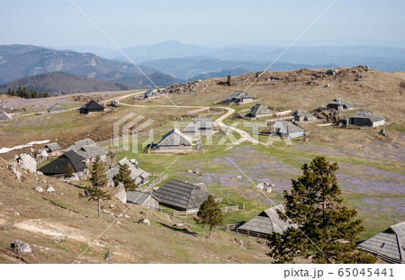 crocus or saffron flowers field in Alps mountains 65045441
