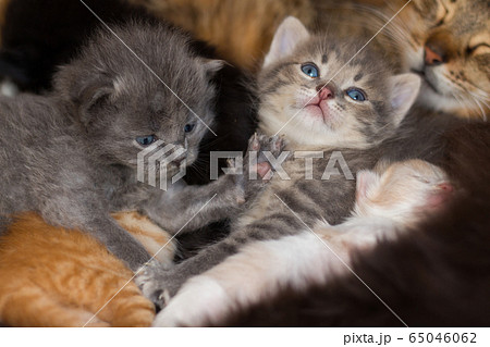 homeless little fluffy gray kitten with blue eyes 65046062