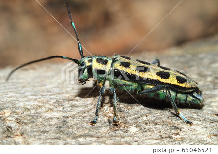フチグロヤツボシカミキリ 65046621