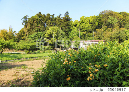 鎮守の森(春) 鎮守の森(春) 65046957