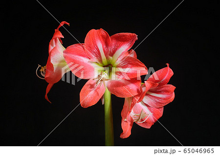 ユリの花 ユリの花 65046965