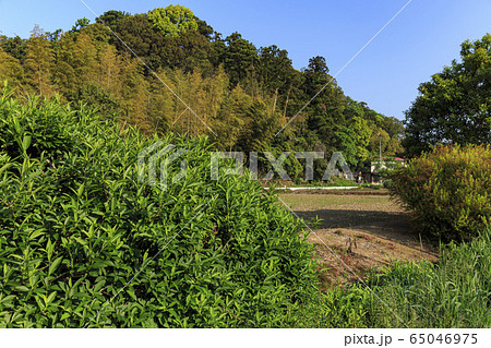 鎮守の森(春) 鎮守の森(春) 65046975