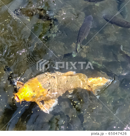 Golden fish in pool in Tirta Gangga temple in Bali Golden fish in pool in Tirta Gangga temple in Bali 65047426