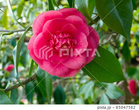 Pink camellia flower 65047562