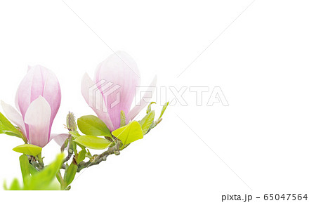 Pink magnolia flowers isolated on white 65047564