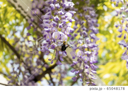 蜜を採るクマバチと藤の花の写真素材