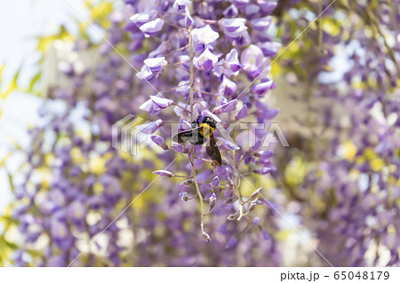 蜜を採るクマバチと藤の花 蜜を採るクマバチと藤の花 65048179