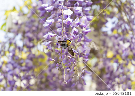 蜜を採るクマバチと藤の花の写真素材