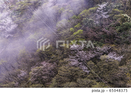 【静岡県】マメザクラ咲く、達磨山高原 65048375