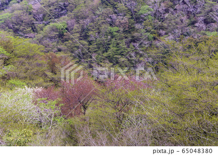 【静岡県】マメザクラ咲く、達磨山高原 【静岡県】マメザクラ咲く、達磨山高原 65048380