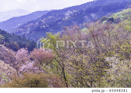 【静岡県】マメザクラ咲く、達磨山高原 【静岡県】マメザクラ咲く、達磨山高原 65048381