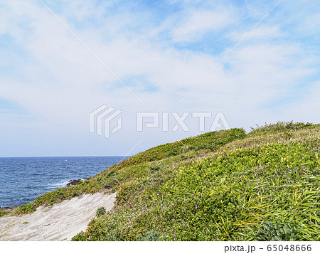 黒崎の鼻（春） 65048666