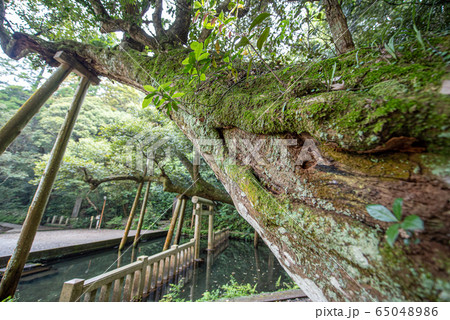 御手洗の池に迫る古木の幹【鹿島神宮】 御手洗の池に迫る古木の幹【鹿島神宮】 65048986