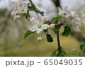 りんごの花 65049035