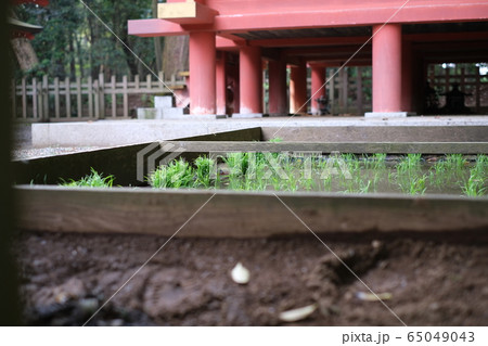 御田植祭 65049043