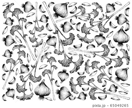 Hand Drawn of Fresh Parsley and Garlic 65049265