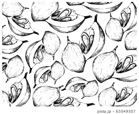 Hand Drawn of Fresh Nutmeg Fruits Background Hand Drawn of Fresh Nutmeg Fruits Background 65049307