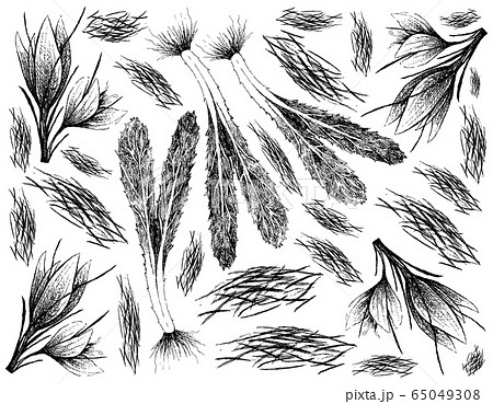 Hand Drawn of Saffron Thread and Culantro 65049308