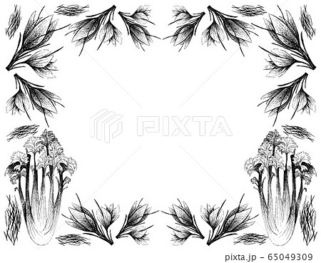 Hand Drawn of Celery with Saffron Flowers Frame Hand Drawn of Celery with Saffron Flowers Frame 65049309