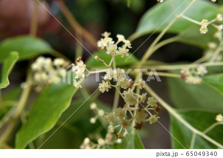 クスノキの花 65049340