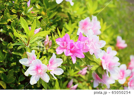 ツツジの花の写真素材