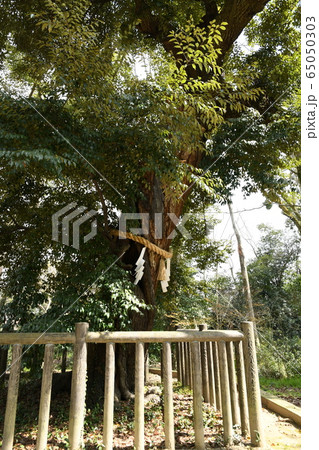 【京都】下鴨神社 御神木注連縄飾り 【京都】下鴨神社 御神木注連縄飾り 65050303
